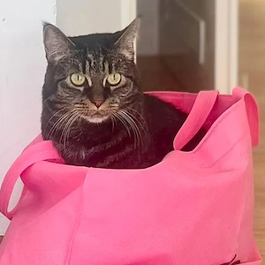 Sila - 11 Jahre - Main Coon Mix - Tierhilfe Franken e.V.