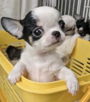 Chihuahua-welpen