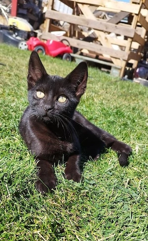 Mai-Kater sucht viel Natur und Liebe