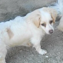 Mika L ca. 28cm die liebevolle Schwester