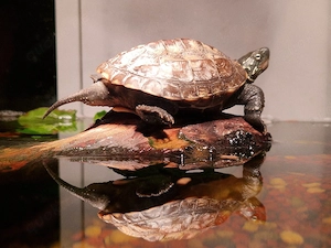 chinesische Dreikielschildkröte 