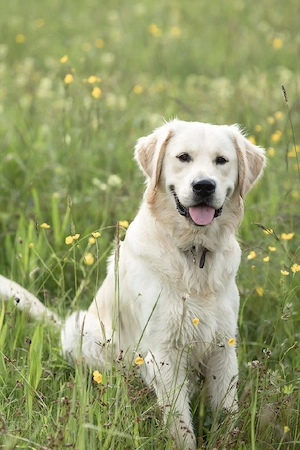 Deckrüde  Elvis    Golden Retriever