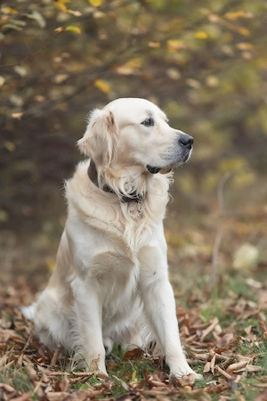 Deckrüde  Elvis    Golden Retriever