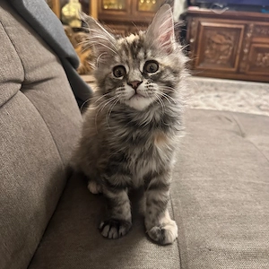 main coon mädchen
