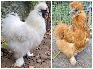 Seidenhuhn Hahn Henne Paar