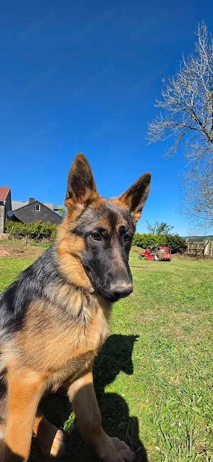 Deutscher Schäferhund 