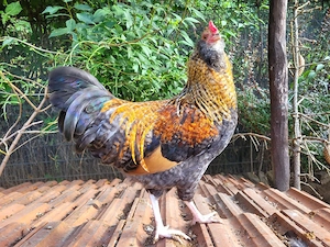 Hahn Weizen Ameraucana Cream Legbar Mix Blauleger