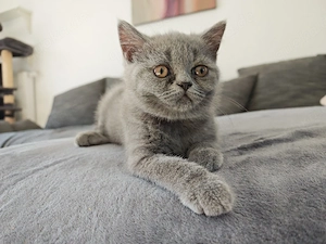 BKH Kitten Auszugsbereit