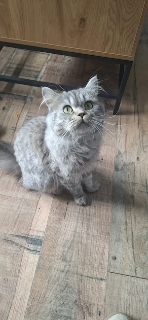 Bkh Blh katze Lilly sucht ihr für immer zuhause 