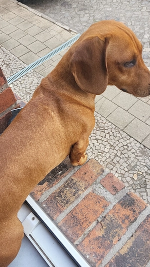 Deckrüde wartet auf ein Abenteuer