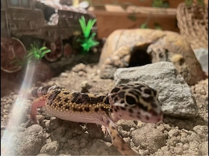 Leopardgecko Weibchen.