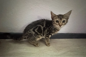 Baby kitten 13 wochen 
