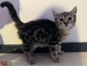 Baby kitten 13 wochen 