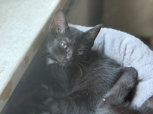 katzen babys abzugeben 