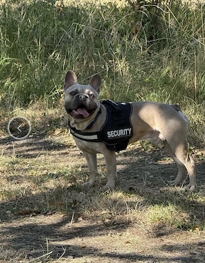 Hund Rüde Französische Bulldogge French Bully