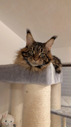 Reinrassiger Maine Coon Kater