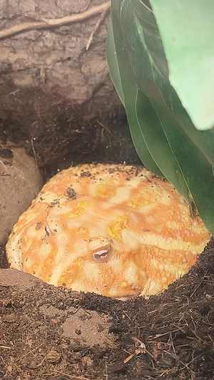  Ceratophrys cranwelli Adult 