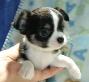 Herzensbrecher auf vier Pfoten: Chihuahua-Welpe, 12 Wochen