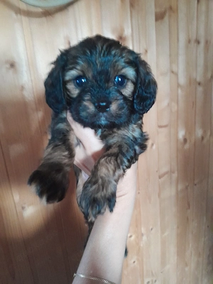 cavapoo welpen cavalier king charles spaniel