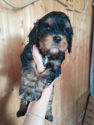 cavapoo welpen cavalier king charles spaniel