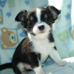 Traumhafter Chihuahua-Welpe sucht eine tolle Familie
