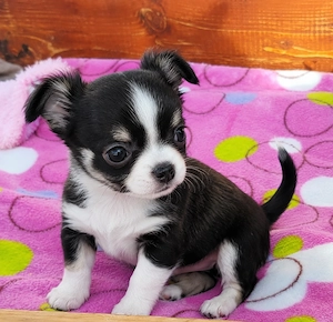 Dringend: Süßer Chihuahua-Welpe (schwarz-weiß) abzugeben