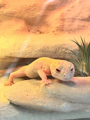 1.0 Mack Snow Raptor Leopardgecko