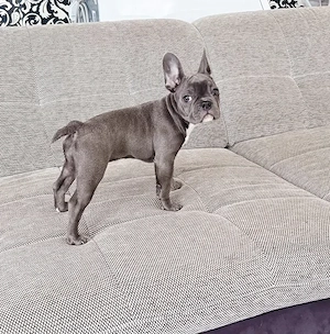 Französische bulldogge Welpe