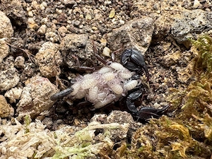 0.0.17 Euscorpius italicus instar2