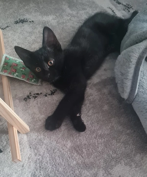Katze baby  Bild 2