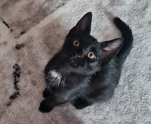 Tiermarkt Katze 
