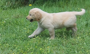 Hochwertiger Golden Retriever abzugeben