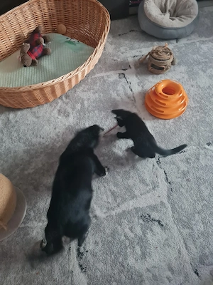 Katze baby  Bild 3