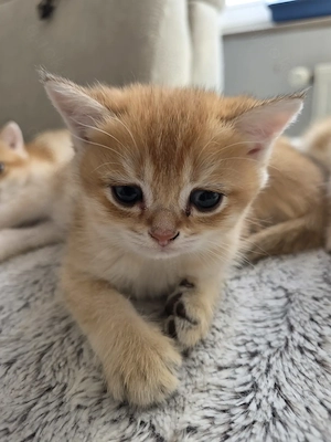 Bkh kitten in Golden Shaded 
