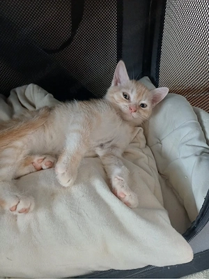    Zauberhafte Devon-Rex-Mischlinge suchen ein liebevolles Zuhause   