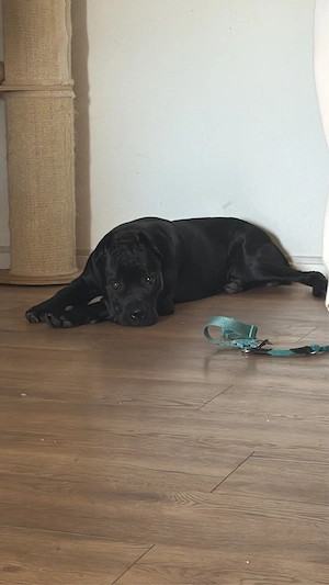 Cane Corso Rüde Kaido sucht ein neues zuhause.