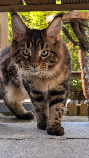 Typvoller Maine Coon Bub