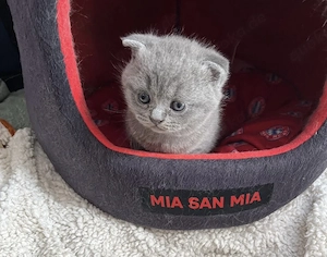 Weibliches BKH Kitten zu verkaufen