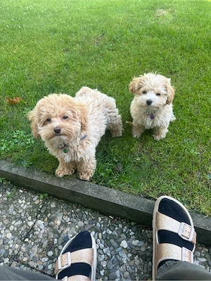 Maltipoo-Welpen Bild 2