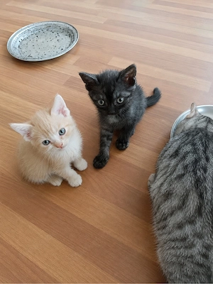    Zauberhafte Devon-Rex-Mischlinge suchen ein liebevolles Zuhause   