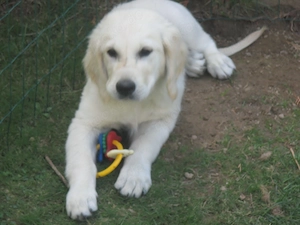 Golden Retriever Rüde 3 Monate