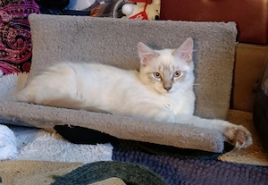 ragdoll Heilige Birma Katterchen       