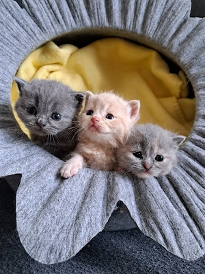 süße Bkh Kitten 