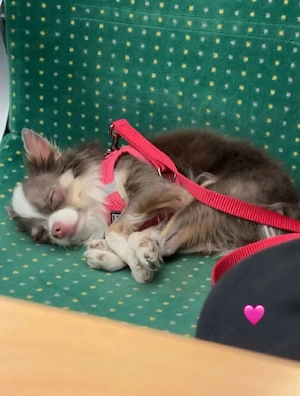 Hiii ich bin Luna  