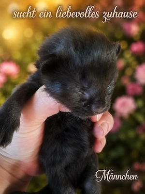 Zuckersüße Maine Coon Kitten