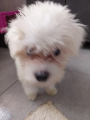 Bichon Malteser mini 