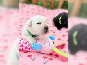 Labrador welpen