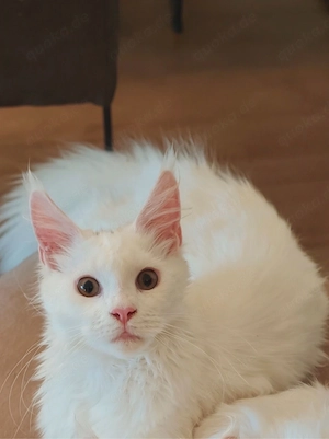Reinrassiges Main Coon Kitten