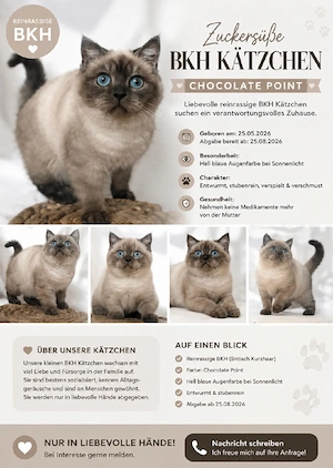 Reinrassige BKH Kitten in Chocolate Point mit hellblauen Augen