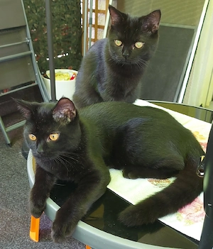 Mischlings Katzen
